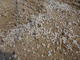 Reactie FEAD  op voorstel Commissie voor regelgeving om het verlies van micropellets te voorkomen