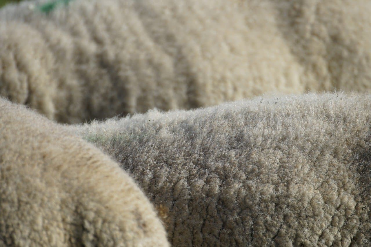 #REACT: recyclageoplossingen voor schapenwol?
